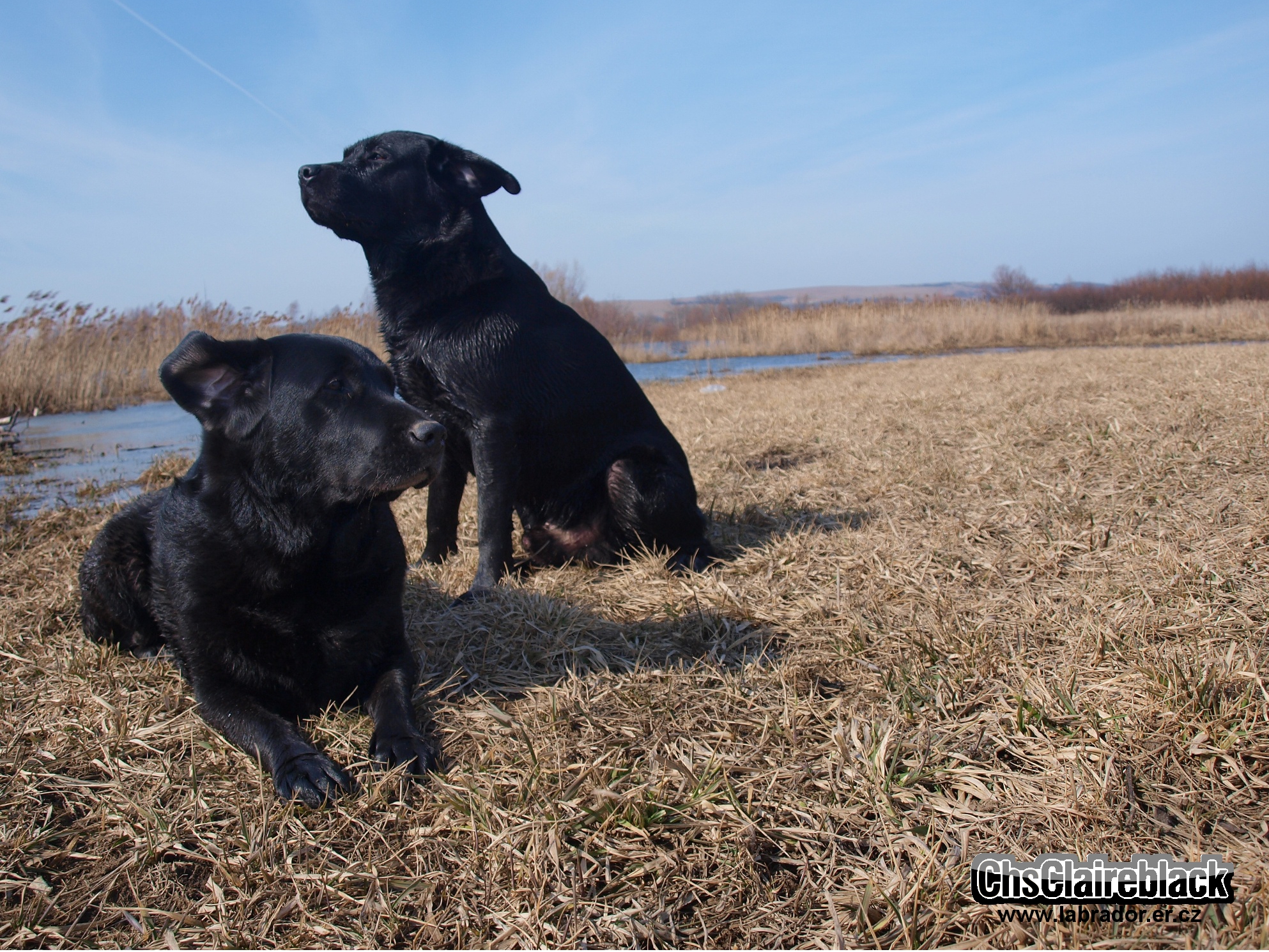 Labrador_CB_Wallpaper_1